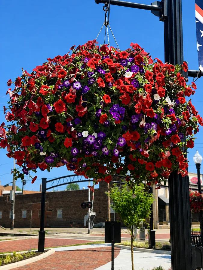 Downtown in Bloom